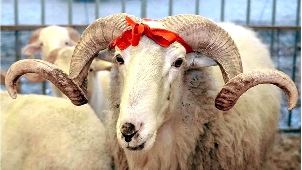 Crown the Joy of Eid in the Heart of the Bosphorus